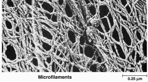 tubes) and microfilaments (threads made out of actin)