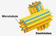 CELL: Support and Movement Microtubules Structure: - thin hollow tubes