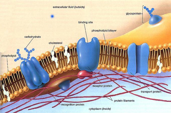 CELL: Main Components Plasma Membrane / Cell Membrane Structure: composed of double layer phospholipids in which proteins are embedded Function: - gives form to the cell and