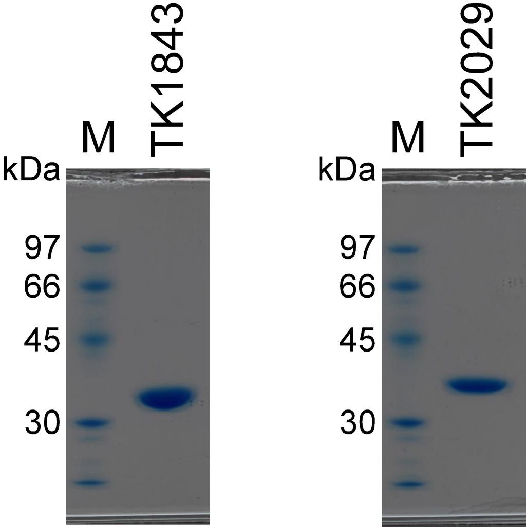 SUPPLEMENTARY FIGURES Supplementary Fig. 1. Purification of the recombinant TK18 and TK09 proteins.