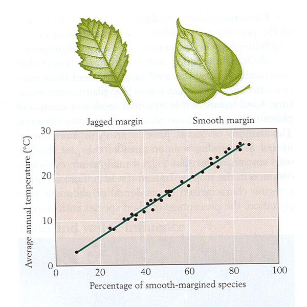 Serrations on leaf margins indicate temperature: jagged edges