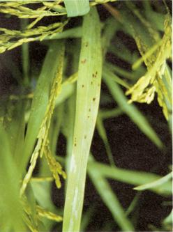 Leaves are susceptible from the seedling through the early-tillering growth stage. However, under flooded conditions leaves are less susceptible in the late-tillering growth stage and at heading.