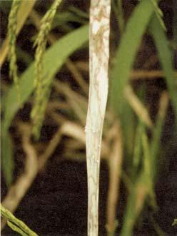 Some Common Diseases of Rice in Florida Page 3 lesion. Spots on the leaf sheath and hulls are similar to those on the leaves. Infected glumes and panicle branches have a black discoloration.