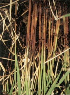 Symptoms usually appear late in the season after heading, but can appear during internode elongation. Sheaths on the lower part of the rice plant are discolored brown to black (Figure 6).