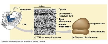 Ribosomes: Free and Bound E.