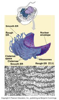 F. The Endomembrane System The endomembrane system is made up of a series of interrelated membranes and compartments. Is continuous with the nuclear envelope.