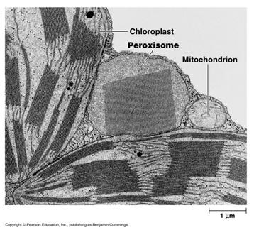 Peroxisomes G.