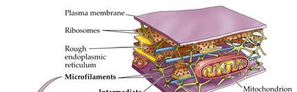 H. The Cytoskeleton The cytoskeleton within the cytoplasm of eukaryotic cells provides shape, strength, and movement.