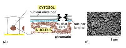 The Cytoskeleton Microtubules are composed of dimers of the protein tubulin, and can lengthen and shorten.