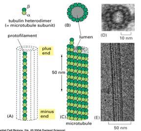 Microtubules are hollow tubes of tubulin H.