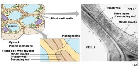 Plant cell walls Cell walls Interior of cell Interior of cell 0.5 µm Plasmodesmata Plasma membranes I.