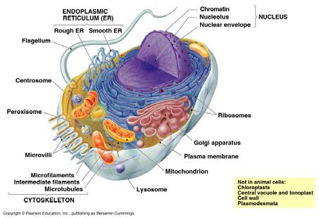 The compartmentalization of Eukaryotic cells is the key to their success and ability to carry out