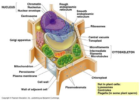 Overview of a plant cell: C.