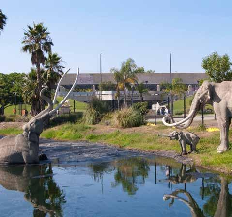 Situated in Hancock Park within the Miracle Mile cultural corridor, the La Brea Tar Pits and Museum is being re-imagined as an inclusive and immersive