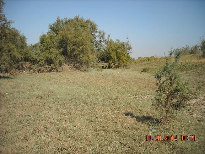 Established vegetation on the channel bed Left bank levee protecting the community The established and maintained vegetation provides a higher allowable velocity without observing any scouring at