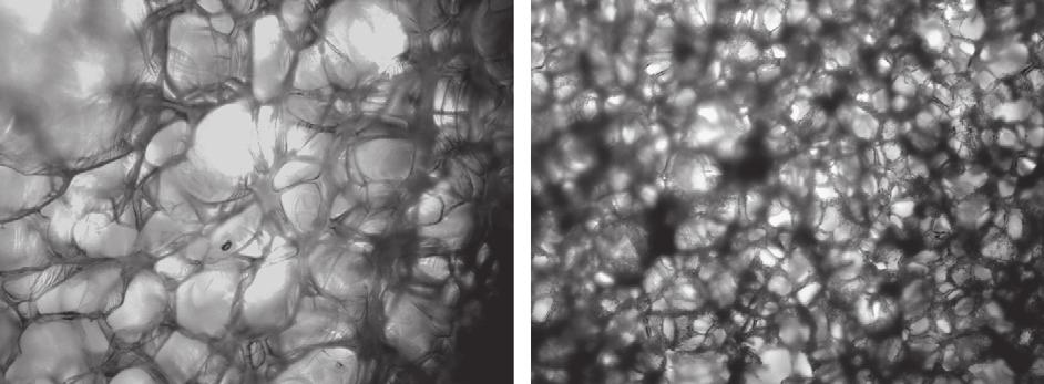 M.V. Dinu et al. / Polymer 48 (2007) 195e204 201 3 % 10 % 25 % 30 % Fig. 6. SEM images of PAAm networks formed at various C o Magnification ¼50. indicated in the figures. T prep ¼ 18 C, X ¼ 1/80.