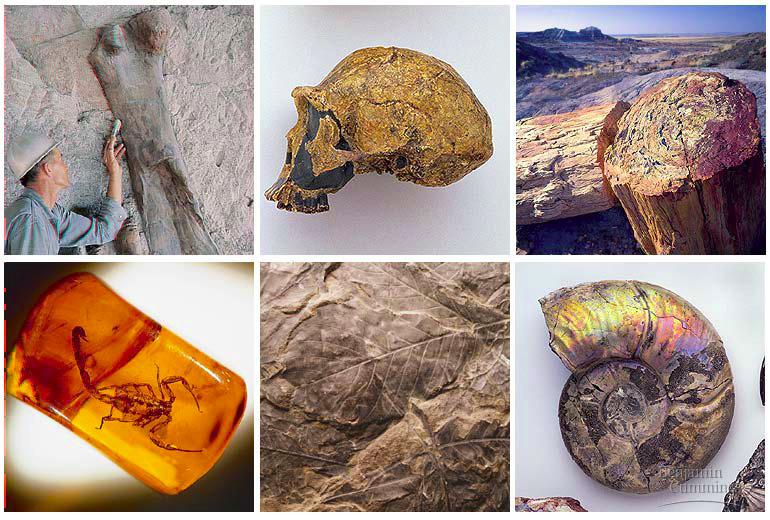 older ones, creating a record over time fossils