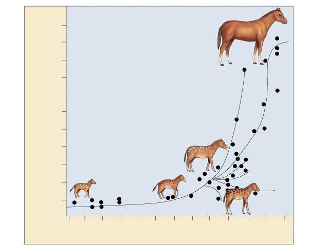 Evolutionary change in horses Body size (kg)