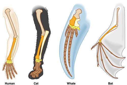 Homologous structures Forelimbs of human, cats, whales,