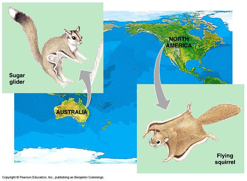 aquatic mammals similar adaptations to life in the sea