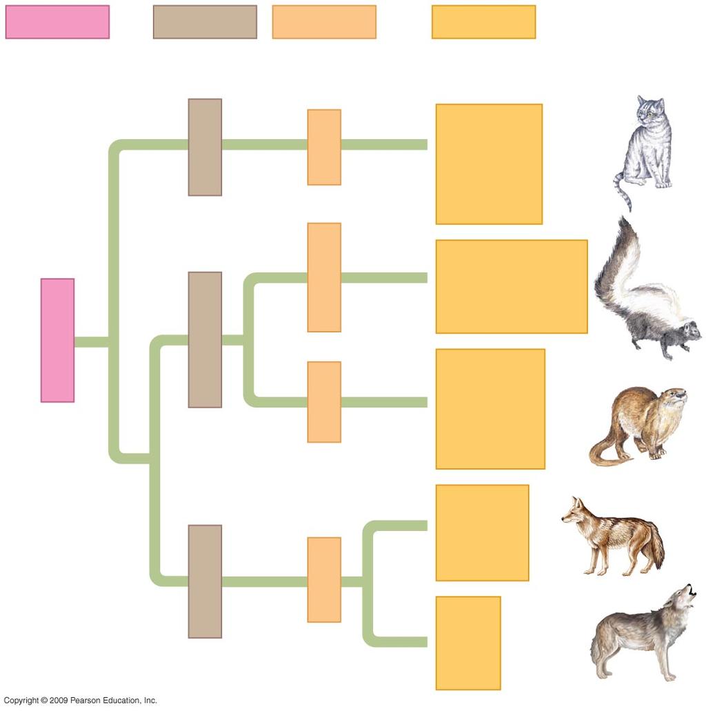 similarities in organisms that are not closely related Order Family Genus Species Felis catus (domestic cat) Kingdom: Animalia Bacteria