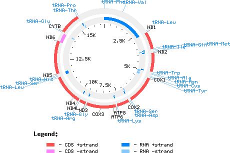5 Vertebrate mitochondrial genomes are normally circular, ~16 kb in length, and encode 13 proteins, as well as 22 trnas and 2 rrnas.