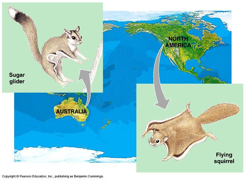 Evolution evidence: Biogeography Geographical distribution