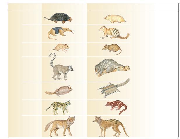 Parallel types across continents Niche Placental Mammals Australian Marsupials Burrower Anteater Nocturnal insectivore Mole Anteater Mouse Marsupial mole