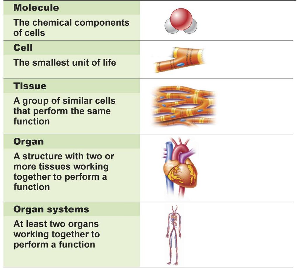 Organ System = multiple organs and tissues working together for a common function, example = digestion system Multi-celled Organism = Individual consisting of interdependent cells typically organized