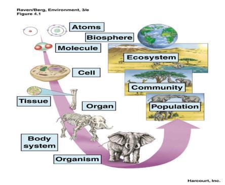 Levels of Organization Summarised. Levels of organization Ecology is.