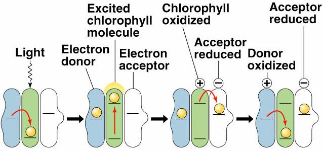 The electrons shared between H and O in the water molecule are of higher energy than the electrons of oxidized chlorophyll.
