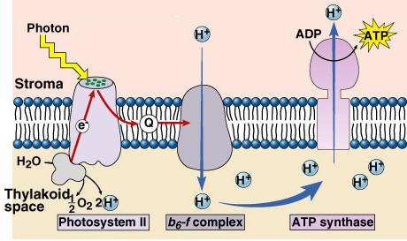ATP is synthesized by.