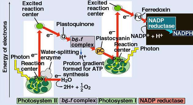 Many plants can use both noncyclic and cyclic photophosphorylation.