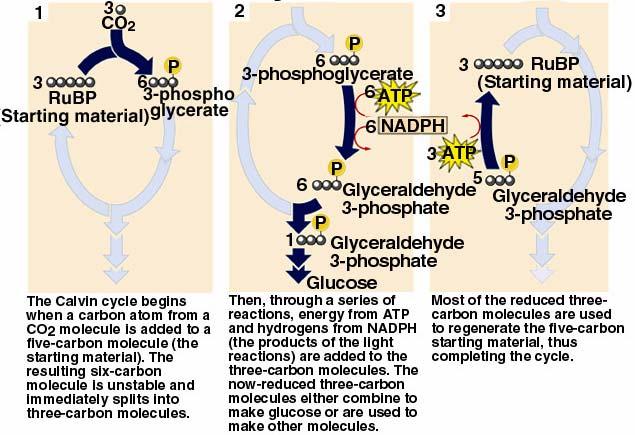 For every 3 CO 2 molecules that enter the Calvin cycle 1 molecule of Glyceraldehyde 3-phosphate can be produced.
