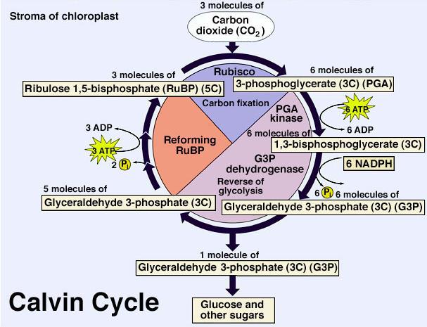 The Calvin cycle has 2 phosphorylation steps and 1 reduction step. The Calvin cycle occurs in the stroma of chloroplasts.