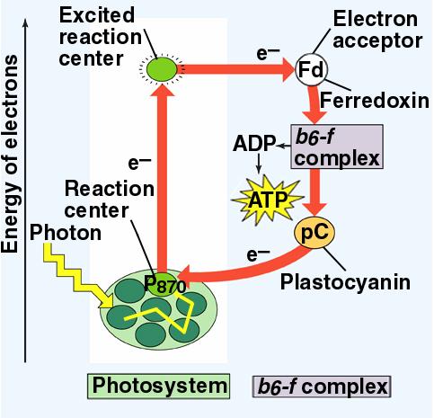 How does light power photosynthesis? Purple sulfur bacteria have a simple system - Light energy is absorbed at the photosystem - an electron is excited.