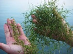 An invasive form of algae.