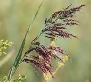 Flowering rush will grow in a variety of sediments and water depths.