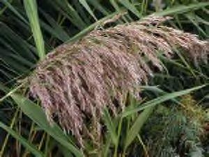Phragmites (Common reed) is a tall, coarse perennial with stout rhizomes.