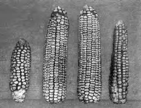The development of hybrid corn led to a big increase in yields A B x A A x B B The progeny of two genetically different parents often show enhanced growth this effect is termed hybrid vigor (also