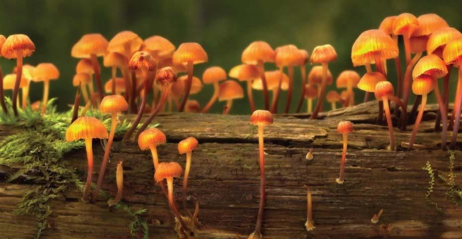 Fungi Characteristics Kingdom includes Molds, mushrooms & yeasts