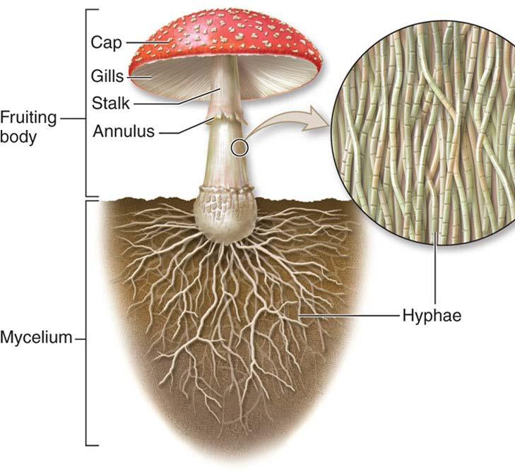 Fungi Characteristics Two part body plan 1.