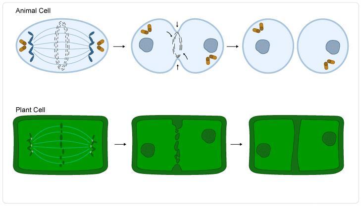 Other cell structures are evenly distributed into two new cells, cells are even in size Cytokinesis in Plant and Animal