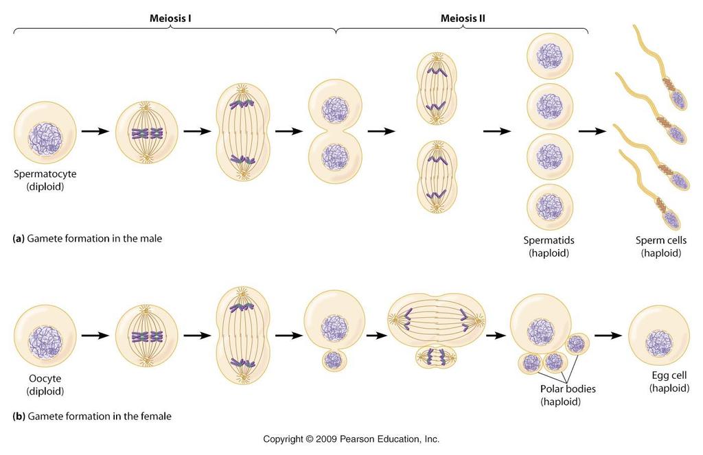 2:4 Formation of Egg and Sperm When meiosis occurs in male reproductive organs, all 4 new cells become sperm because many sperm are needed to ensure fertilization.