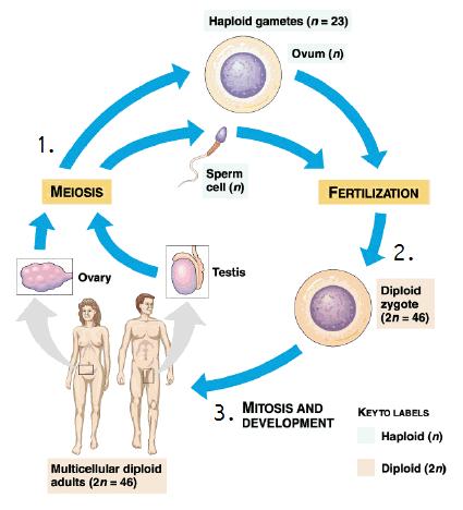 2:5 Sexual Reproduction SEXUAL REPRODUCTION: the production of offspring through meiosis and the fusion of gametes Steps of Sexual Reproduction 1. Organisms produce GAMETES: haploid sex cells.