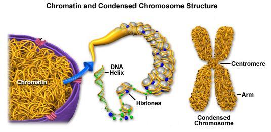CENTROMERE: point at which sister chromatids are