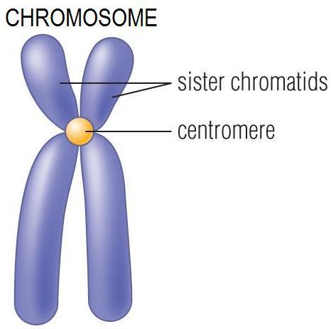 Chromatin: DNA in thin uncoiled strands 2.