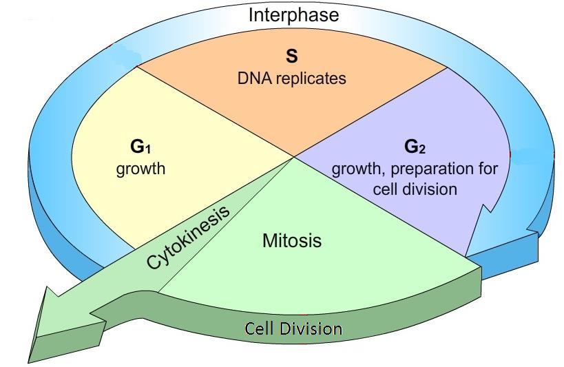 The Periods of Interphase 1.