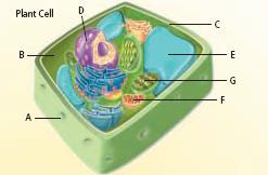 A = cell membrane B = cytoplasm C = cell wall D = nucleus E = vacoule F = mitochondria G = chloroplast The nucleus, cytoplasm, mitochondria, vacoule, and cell membrane have the same function in plant