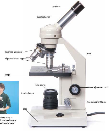 The most common microscope used in school labs is a compound light microscope
